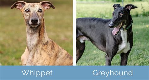 The greyhounds people hear about vs the greyhounds you’ll meet .